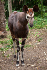 Fototapeta premium Okapi (Okapia johnstoni).