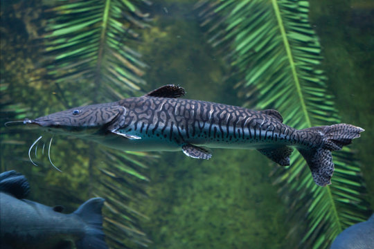 Image of Spotted Sorubim (Pseudoplatystoma corruscans) fish