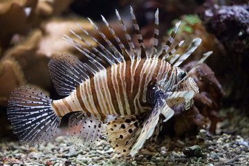 Red lionfish (Pterois volitans).