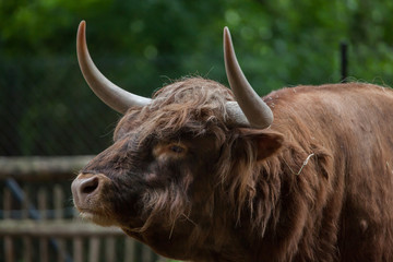 Scottish highland cattle (Bos primigenius taurus).