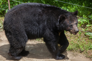 Fototapeta premium American black bear (Ursus americanus).