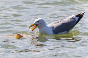 seagull in Danube Delta, Romania