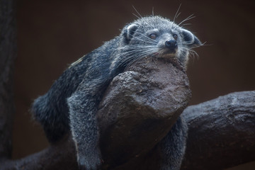 Binturong (Arctictis binturong)