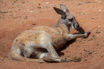 Red kangaroo (Macropus rufus). © Vladimir Wrangel