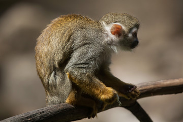 Common squirrel monkey (Saimiri sciureus).