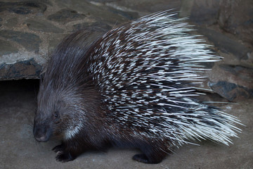 Indian crested porcupine (Hystrix indica)