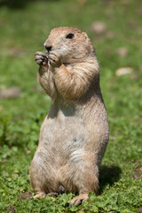 Black-tailed prairie dog (Cynomys ludovicianus).