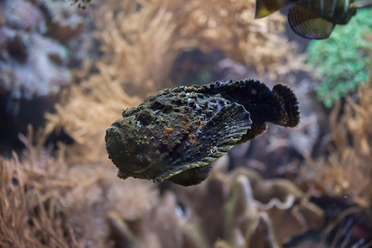 Reef stonefish (Synanceia verrucosa).