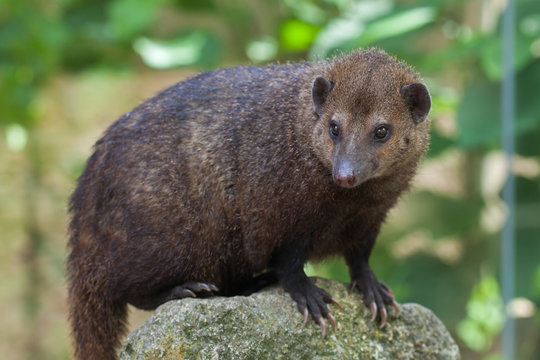 Common Kusimanse (Crossarchus Obscurus)