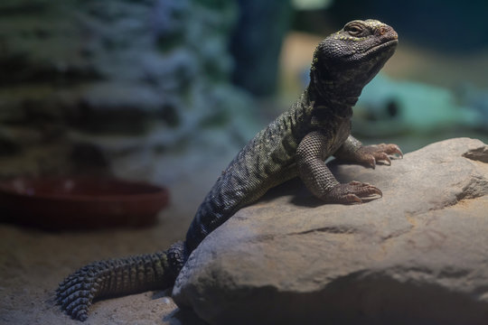 North African mastigure (Uromastyx acanthinura)
