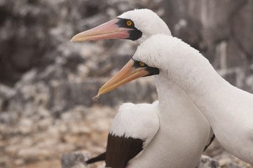 Mating Nazca Boobies