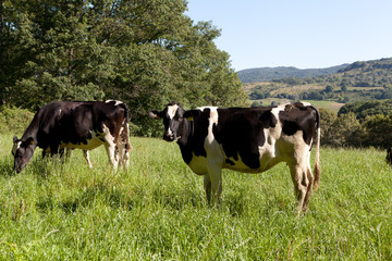 cows