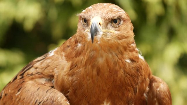 Tawny eagle (Aquila rapax)
