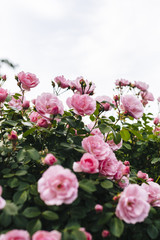 Naklejka na ściany i meble pink rose bush