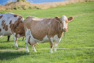Fototapeta na wymiar Cow on a pasture