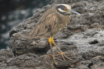 Yellow Crowned Night Heron
