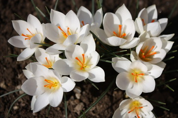 White crocus