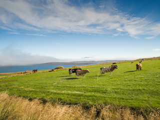 Cows on a green pasture and blue sky.