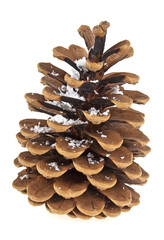 Beautiful pine cone isolated on a white background