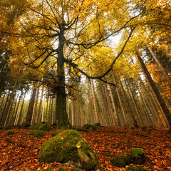 Leuchtend goldige Baumkronen mit moosbedeckten Stein im Vordergrund