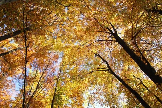 Herbst im Wald
