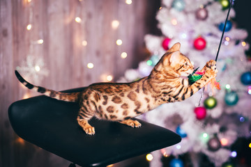 Bengalkatze