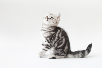 Obraz premium Small young cat with striped fur on a light background