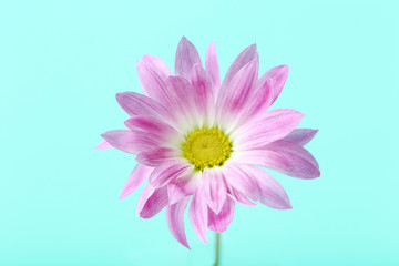 Chrysanthemum flower on a mint background