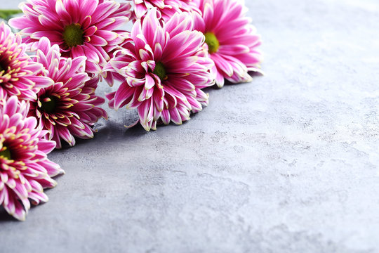 Fototapeta Bouquet of chrysanthemum flowers on a grey wooden table
