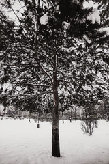 Tree in the Park, background, black and white