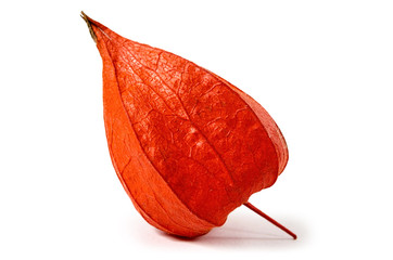 Orange physalis isolated