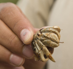 Hermit Crab