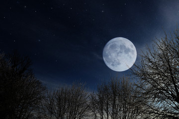 Fototapeta na wymiar Dark forest at evening with big full moon