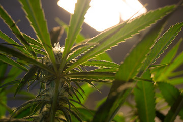 Cannabis plant - indoors - underside of leaf