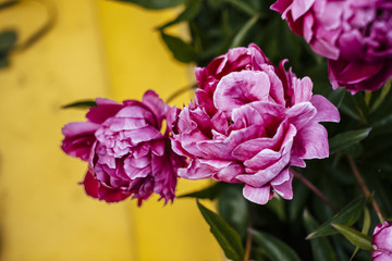 peonies