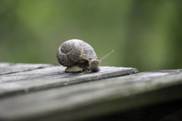 Snail on a wooden board