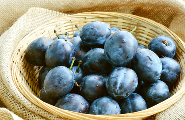 Many fresh Plums or Zwetschge and cut can see the seed in basket on wooden floor.