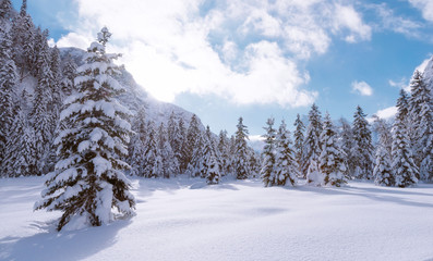 Fototapeta na wymiar Landscape with coniferous trees covered with snow