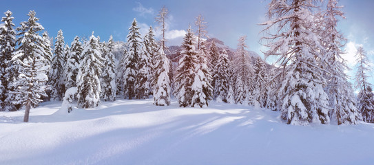 Landscape with coniferous trees covered with snow