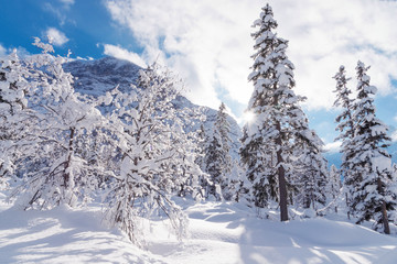 Landscape with trees covered with snow