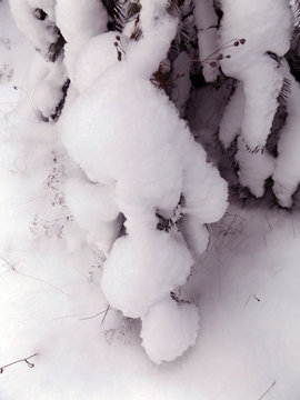 Сосны под снегом © yahant333