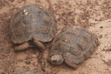 Galapagos Tortoise Babies