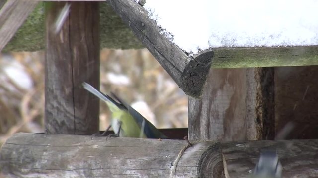 Blaumeisen holen bei Schneefall Futter vom Vogelh&auml;uschen
