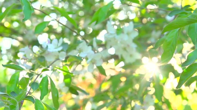 Apple tree blooming in spring orchard. Sunflare. Slow motion 240 fps. Full HD 1080p
