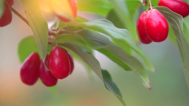 Sweet and ripe dogberry (cornel berries) with leaves closeup. Slow motion 240 fps. Full HD 1080p