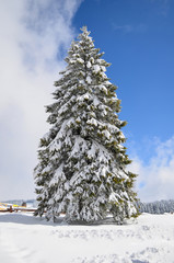 Big fir tree covered by snow