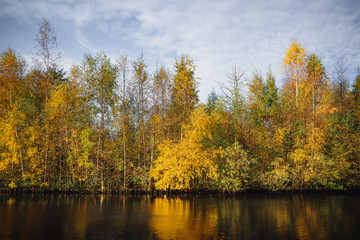 Autumn trees in yellow colors in the fall