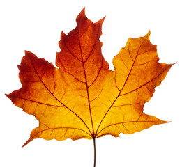 Autumn leaf isolated on white background