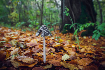 Coprinopsis picacea mushroom with a tall stalk
