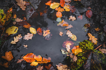 Fototapeta na wymiar Autumn puddle after the rain